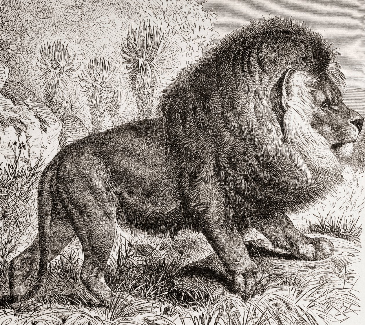 The Cape Lion, Now Extinct, from 