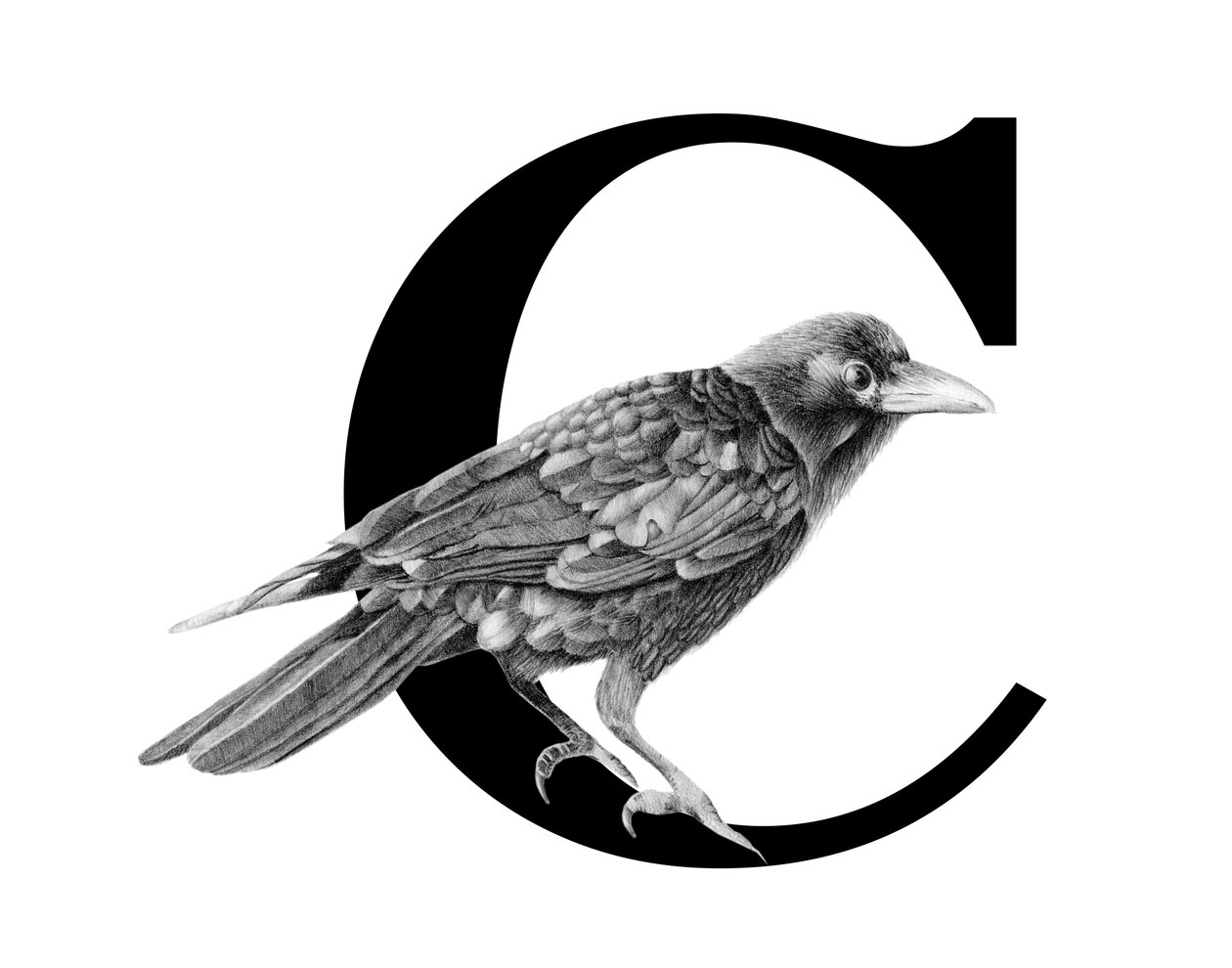 C is for Crow by Stacy Hsu: Highest-quality art reproduction