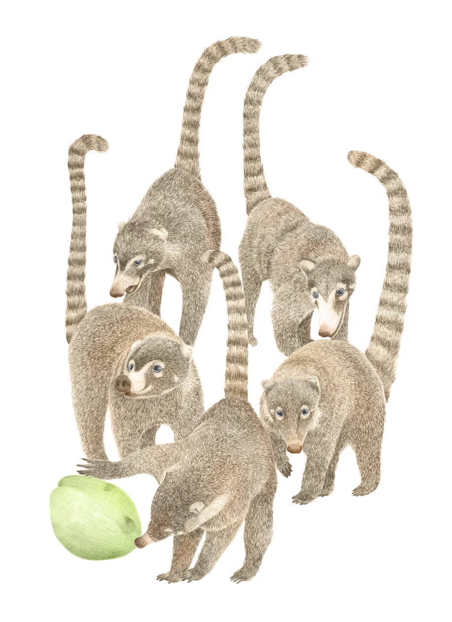 Costa Rica Coatis by Stacy Hsu