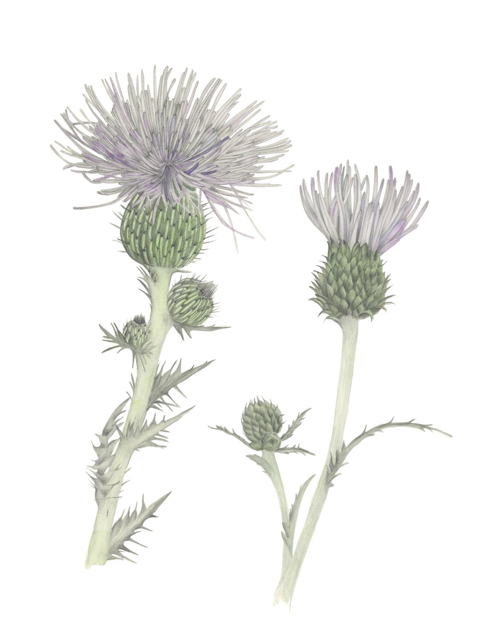 Thistle by Stacy Hsu