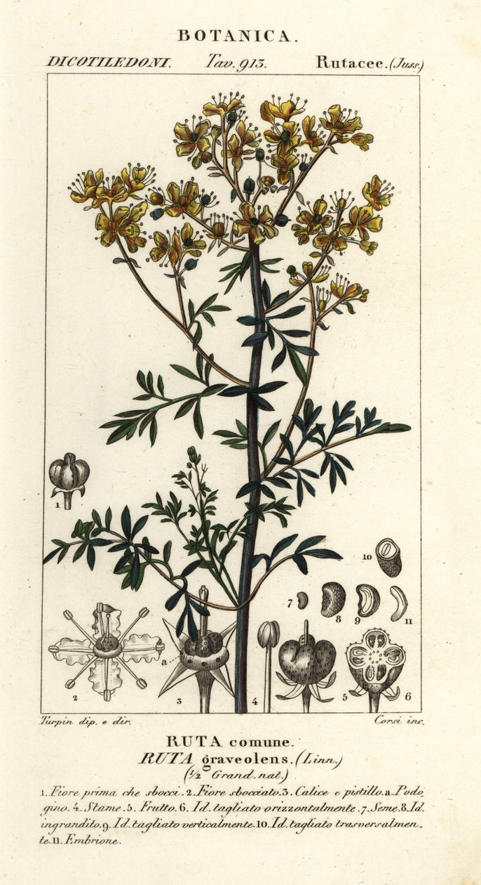 Rue Plant Drawing