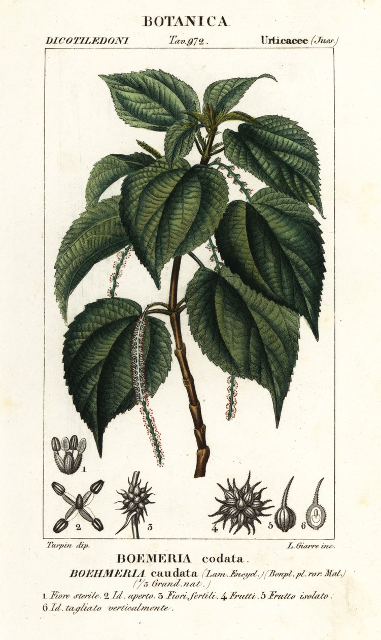 False nettle, Boehmeria caudata by Stanghi Stanghi