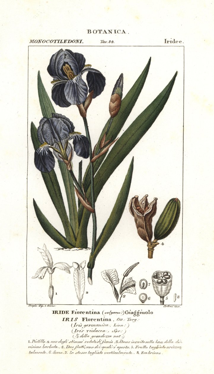 Florentine iris by Stanghi Stanghi