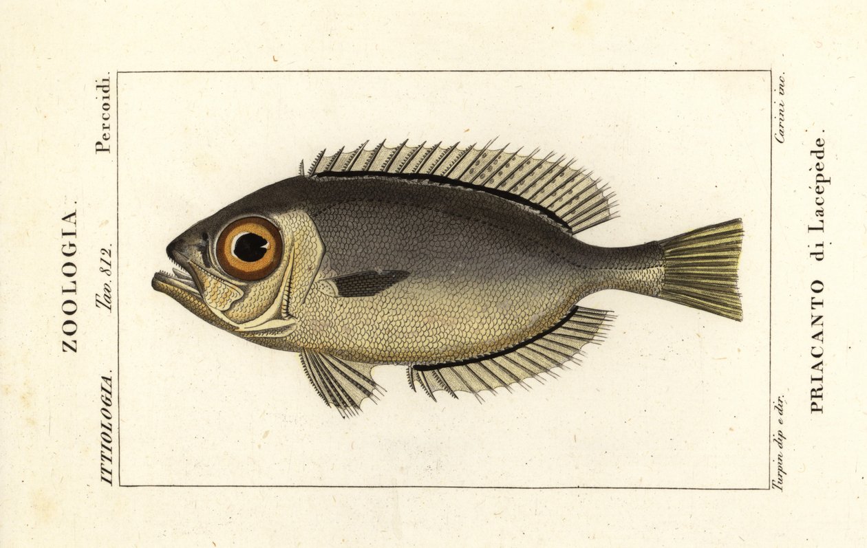 Glasseye bigeyes by Stanghi Stanghi
