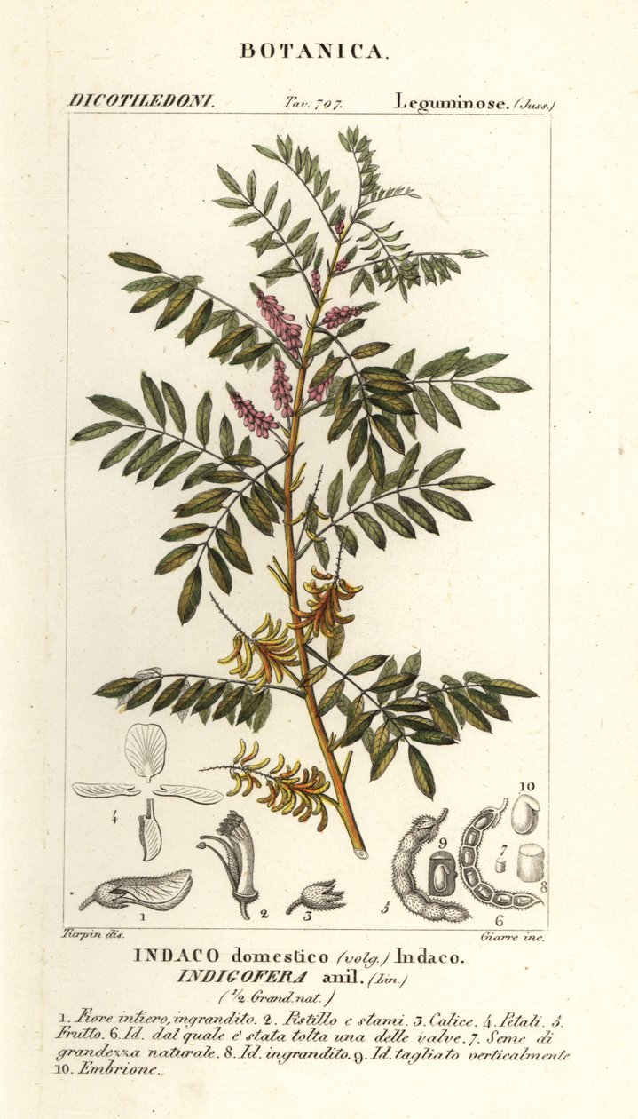 Guatemalan indigo, Indigofera suffruticosa by Stanghi Stanghi