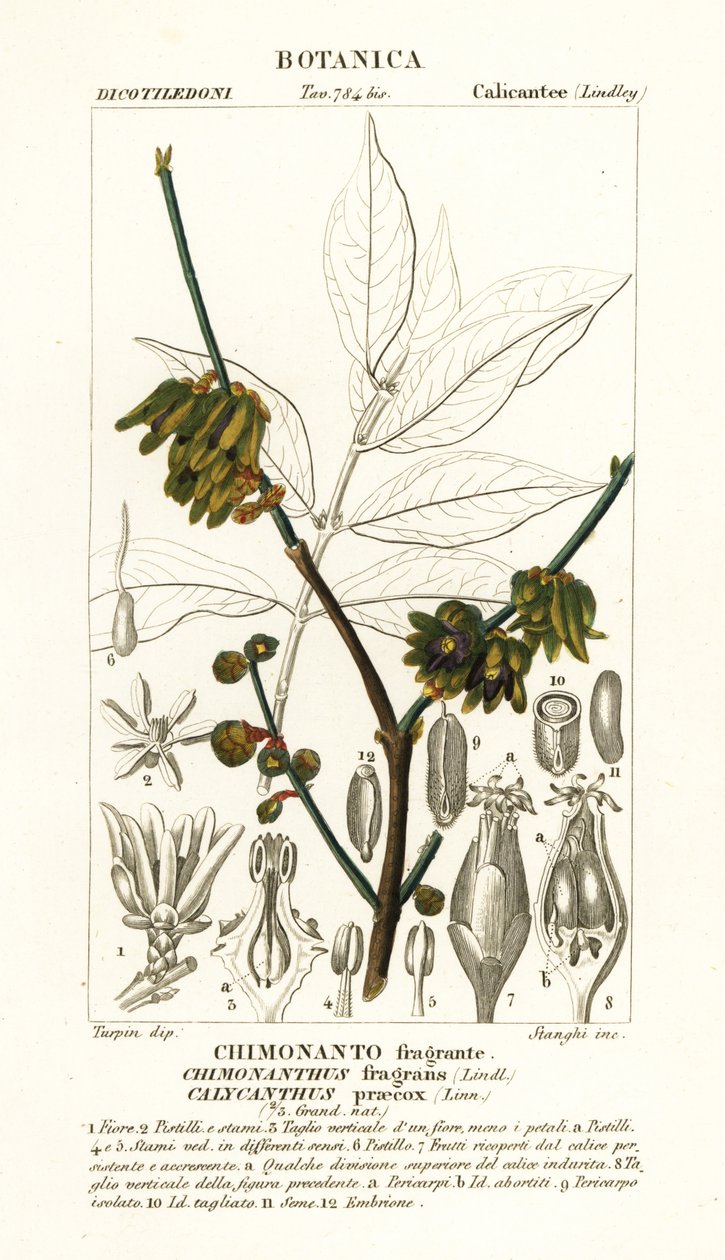 Japanese allspice, Chimonanthus praecox by Stanghi Stanghi