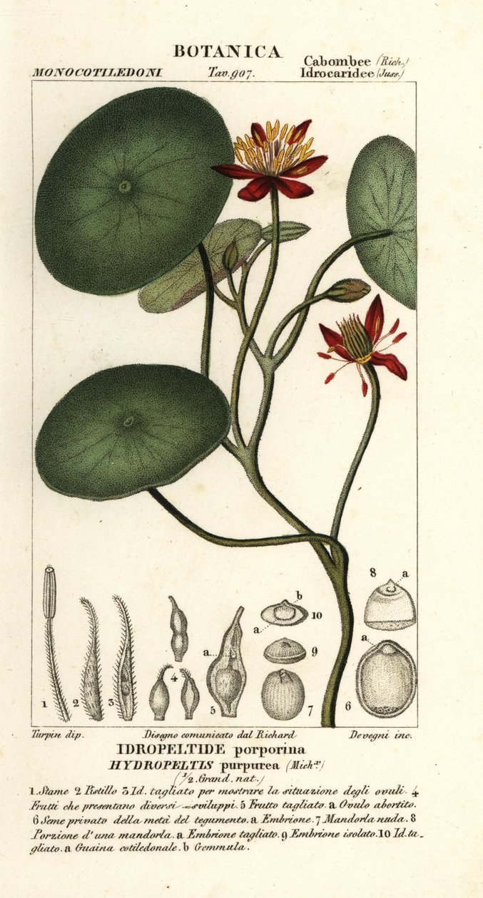 Junsai, Brasenia schreberi by Stanghi Stanghi