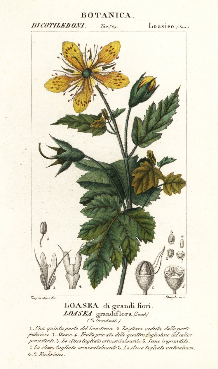 Loasea grandiflora by Stanghi Stanghi