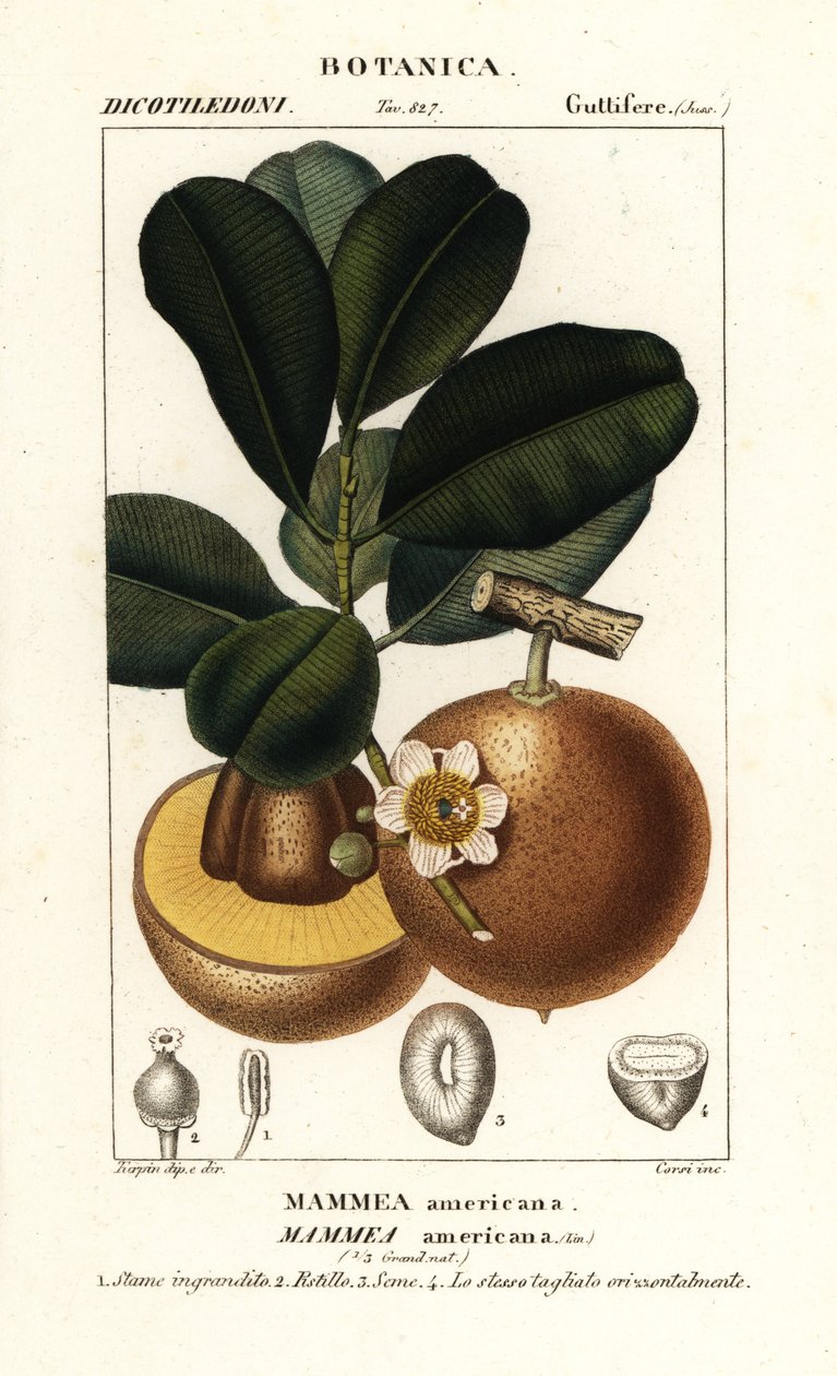 Mammee Apple, Mammea americana by Stanghi Stanghi