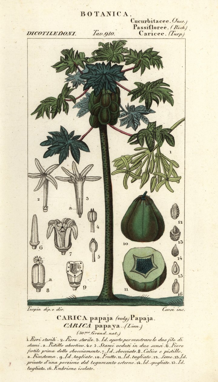 Papaya, papaw or pawpaw tree and fruit by Stanghi Stanghi