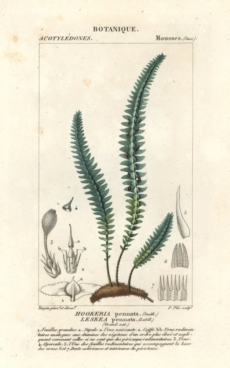 Quill Moss or False Fern Moss by Stanghi Stanghi