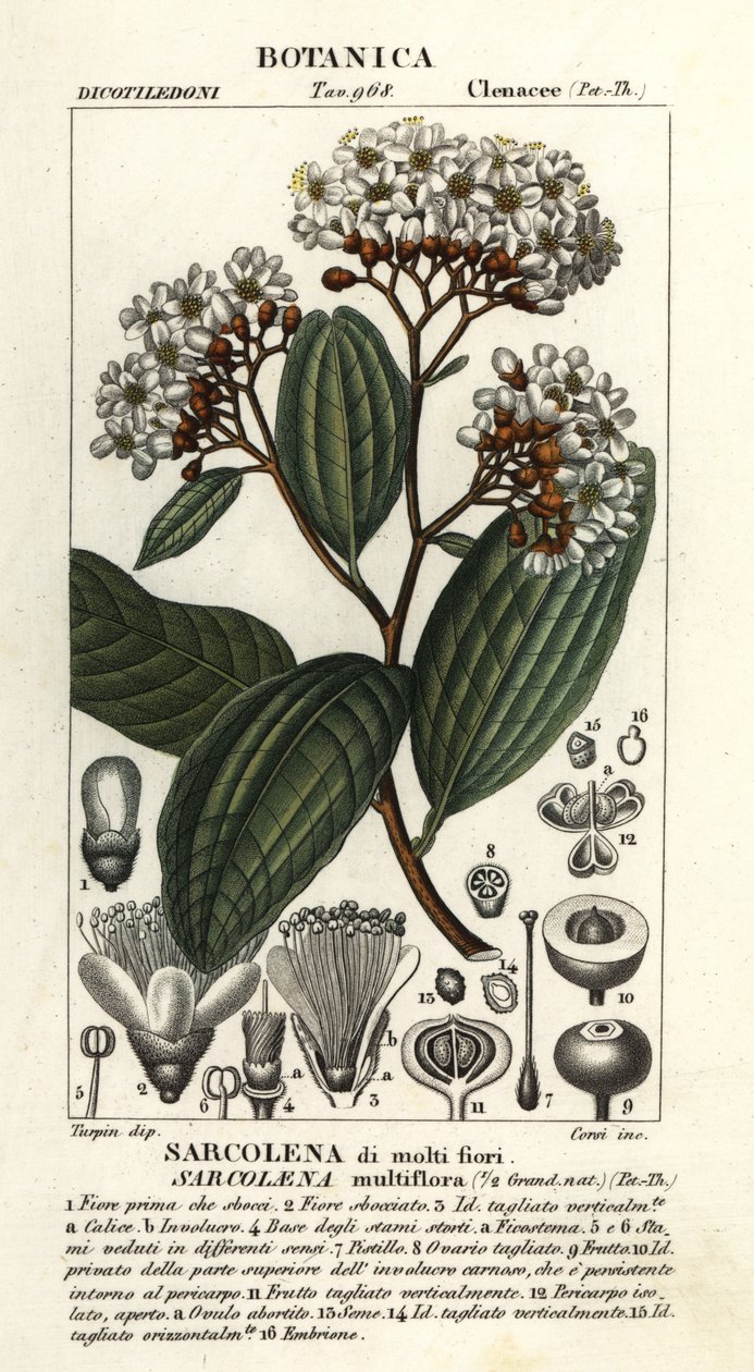 Sarcolaena Multiflora by Stanghi Stanghi
