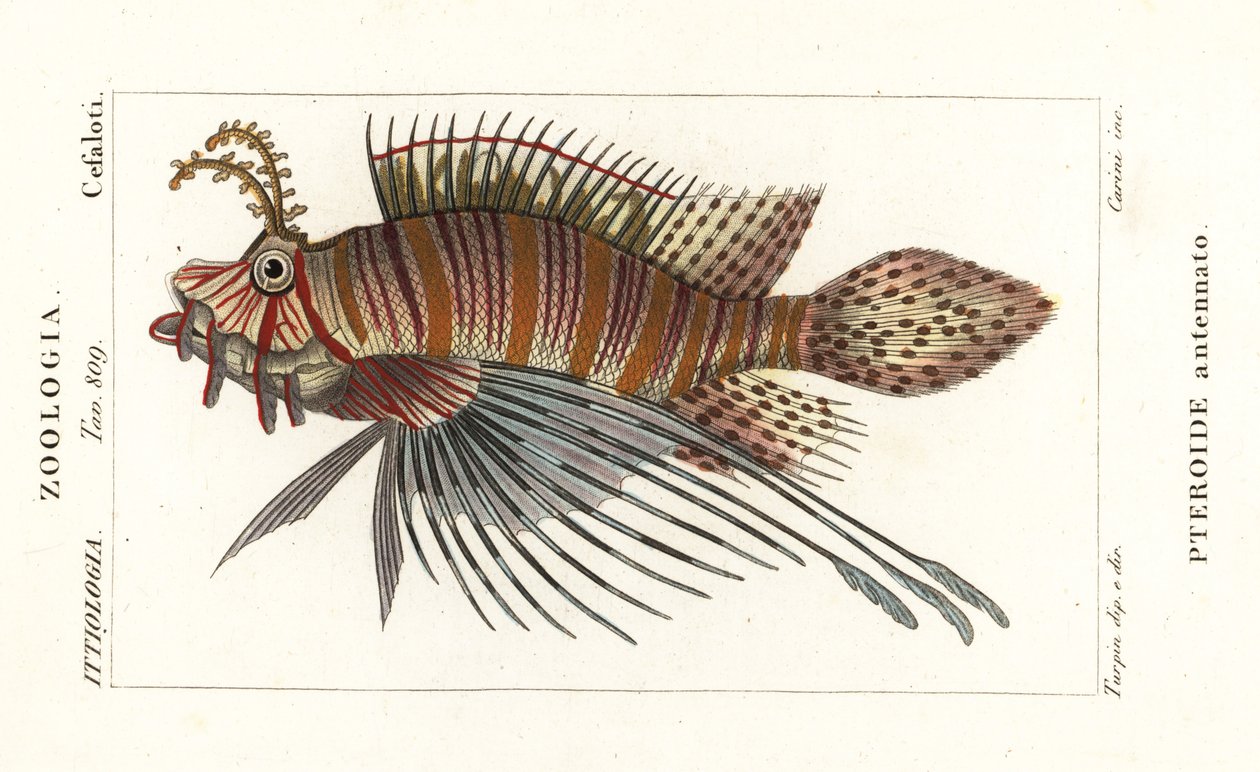 Spotfin lionfish, Pterois antennata by Stanghi Stanghi