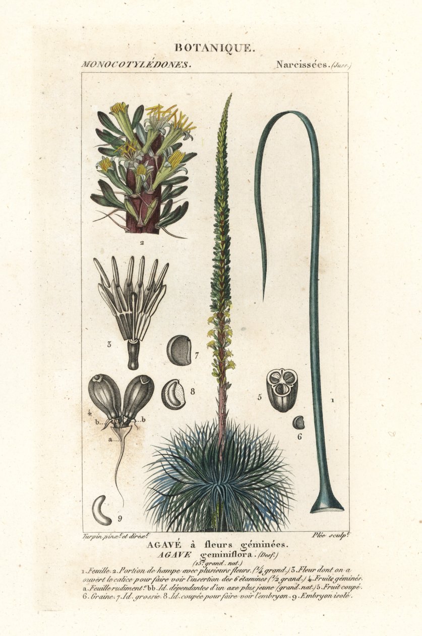 Twin Flowered Agave by Stanghi Stanghi