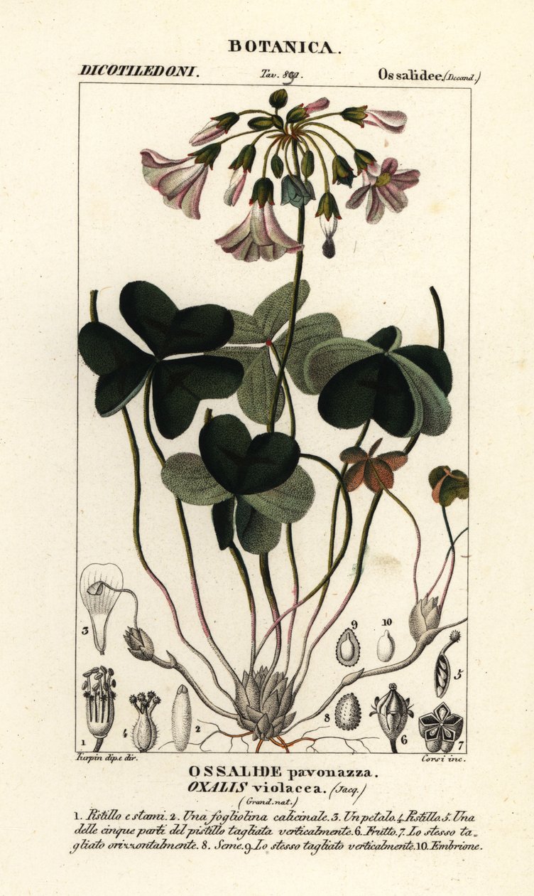 Violet wood-sorrel, Oxalis violacea by Stanghi Stanghi