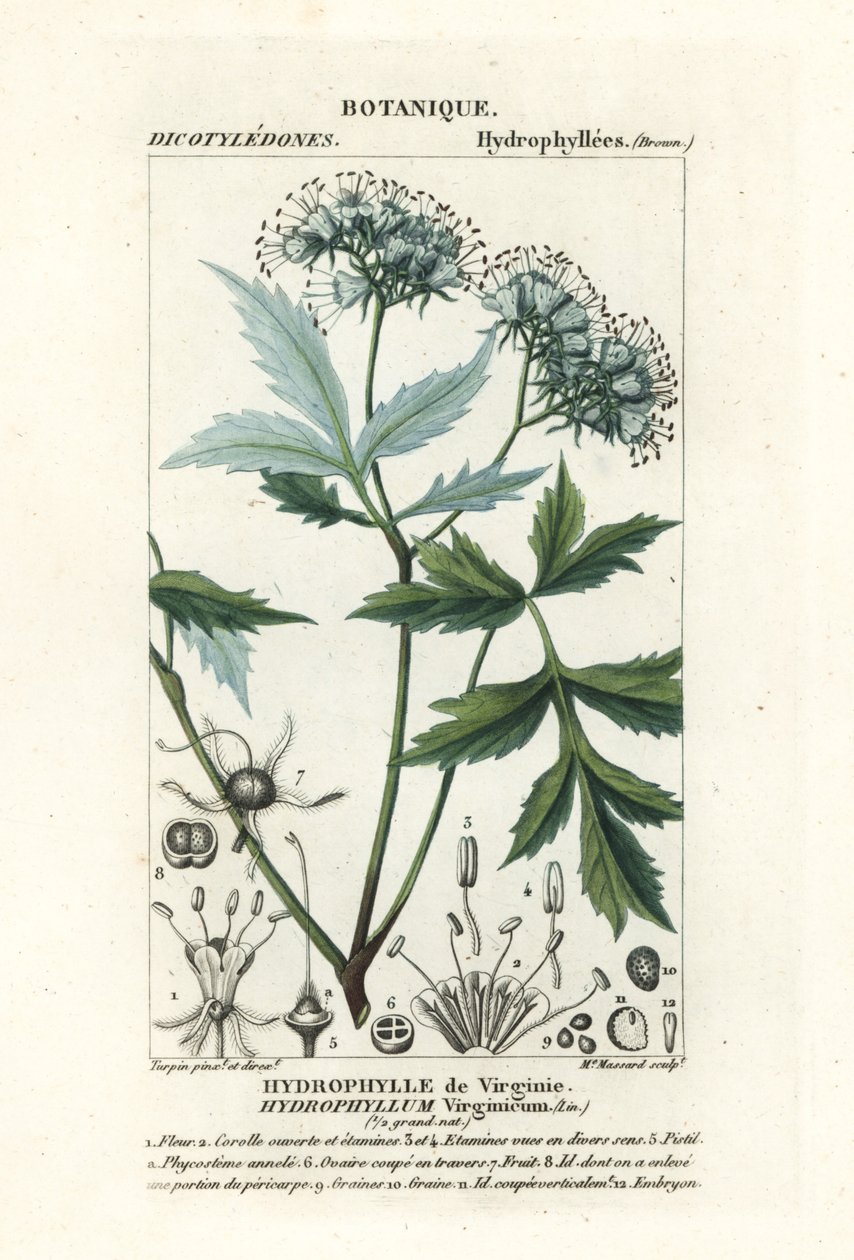 Virginia waterleaf by Stanghi Stanghi