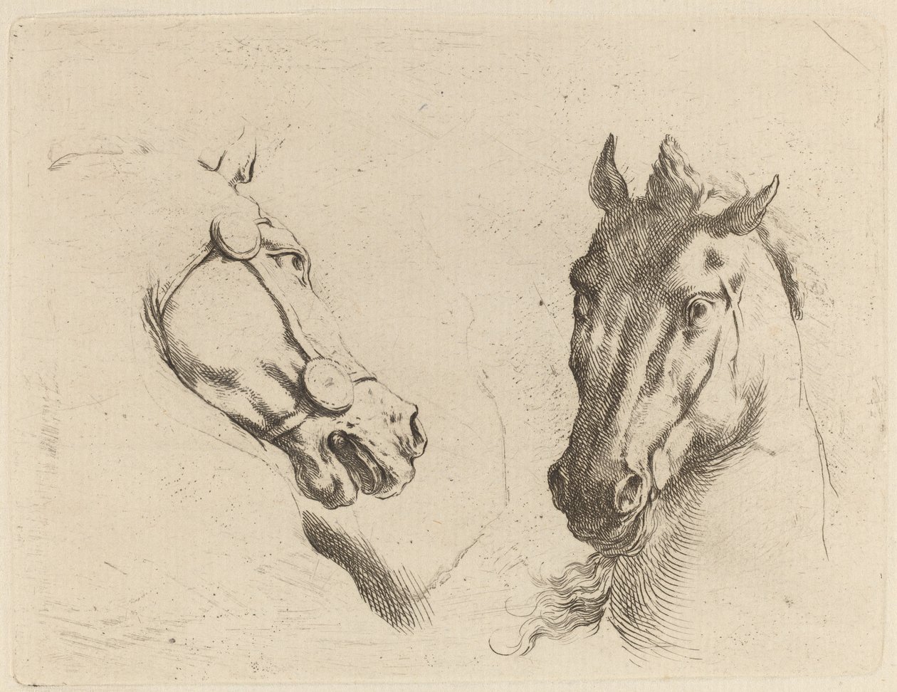 Head of a Horse Seen in Profile and in Three-Quarters by Stefano della Bella