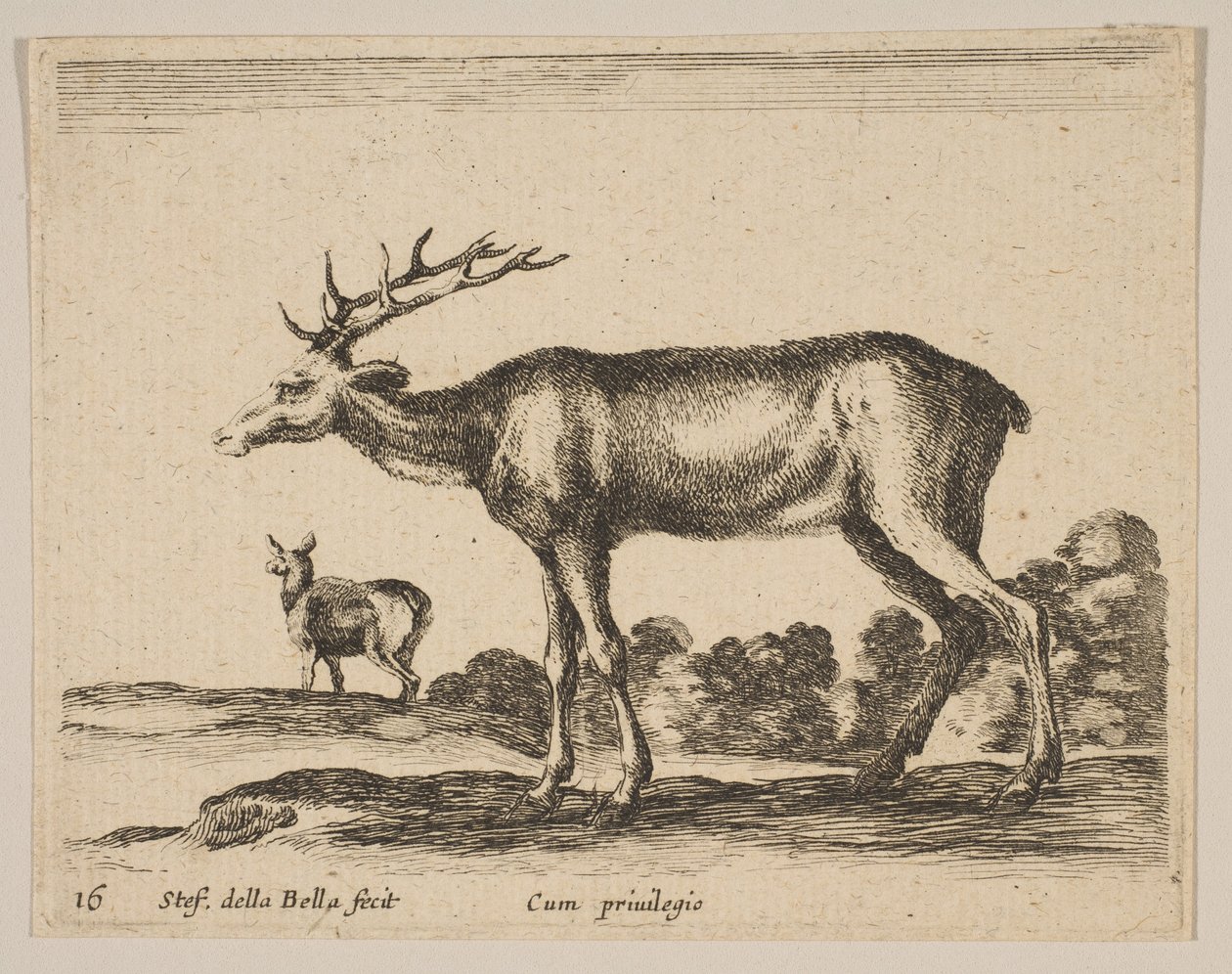 Plate 16: stag, from Various Animals, ca. 1641 by Stefano della Bella