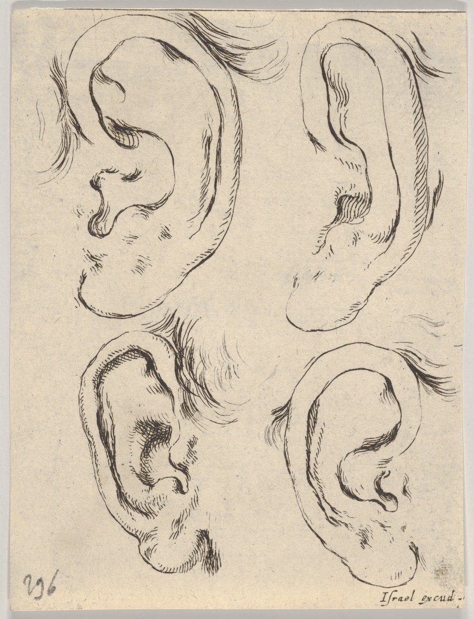Plate 5: four ears, from The Book for Learning to Draw Livre pour apprendre à dessi, ca. 1649 by Stefano della Bella