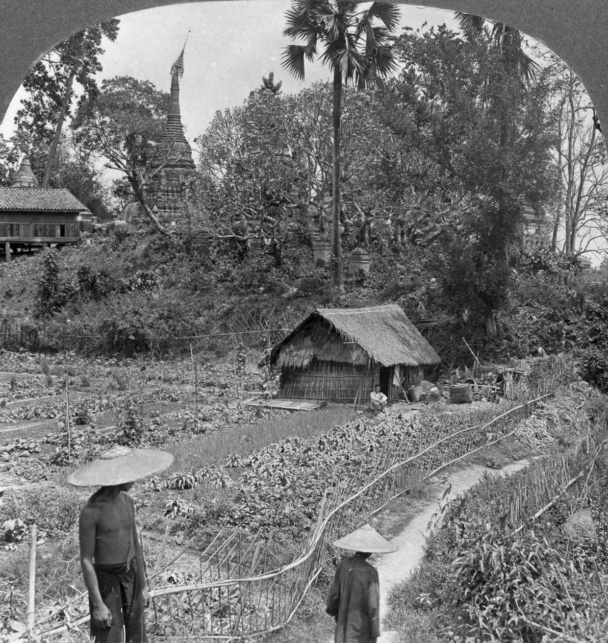 A vegetable garden amidst pagodas, Bhamo, Burma, 1908 by Stereo Travel Co