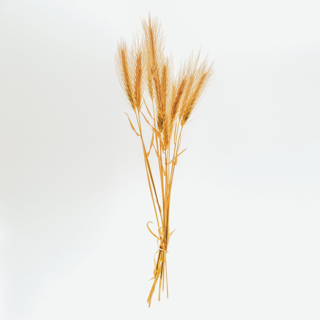 Barley No. 01, 2020 by Steve Gallagher