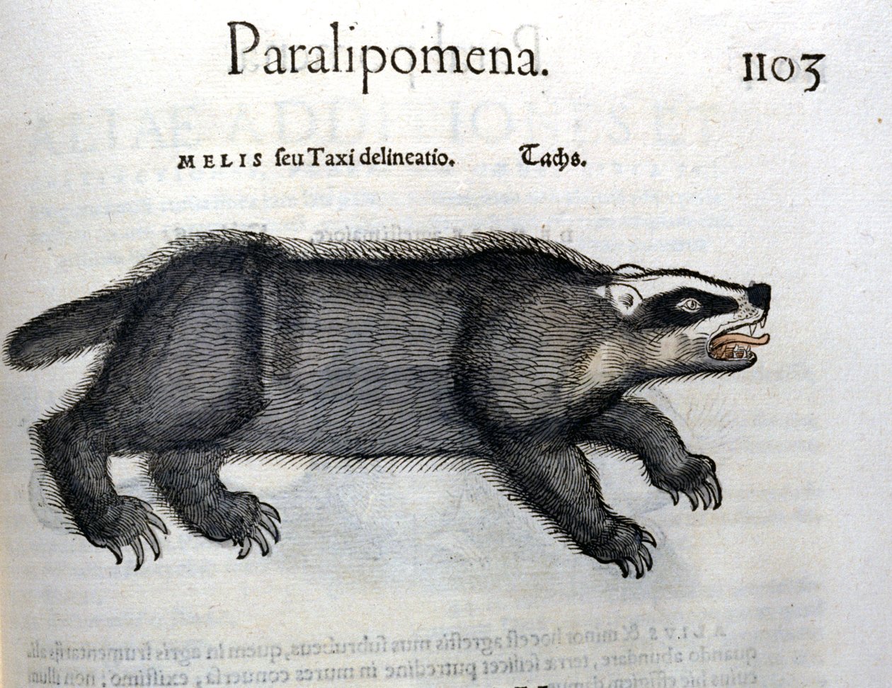 Badger, illustration from 