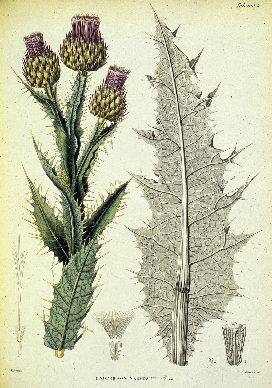 Specimen of Onopordon. Botanical plate from 