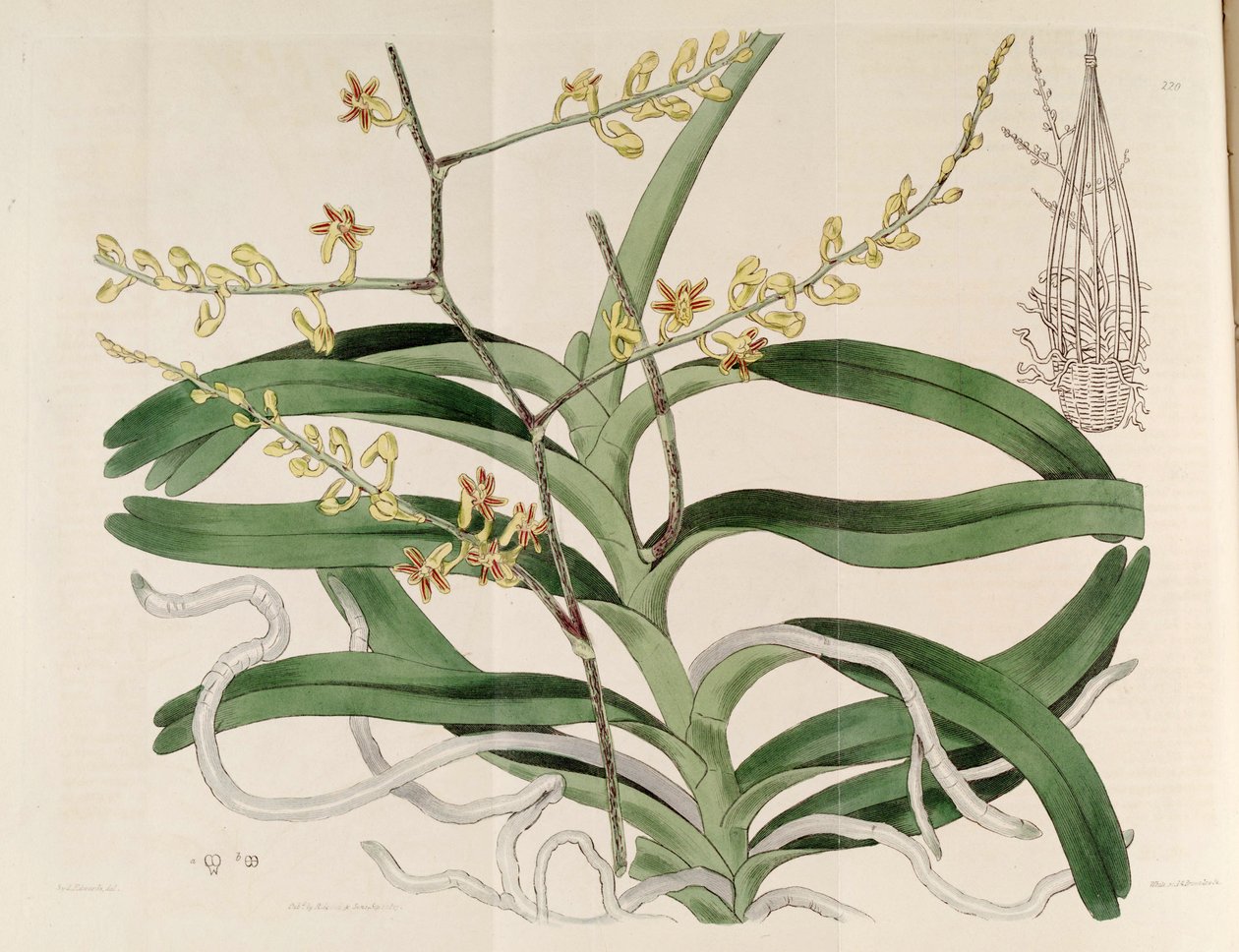 Illustration of Cleisostoma paniculatum by Sydenham Teast Edwards
