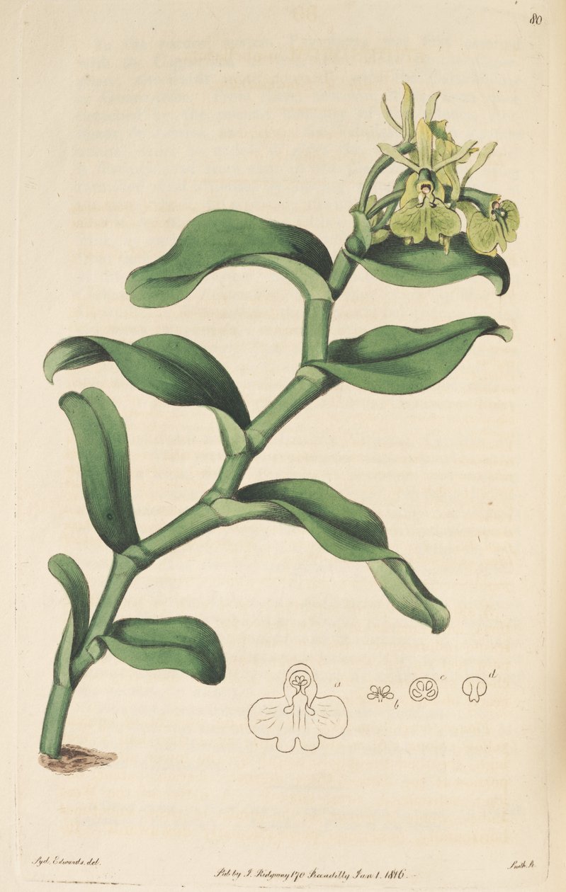 Illustration of Epidendrum umbelliferum (as syn. Epidendrum umbellatum) by Sydenham Teast Edwards