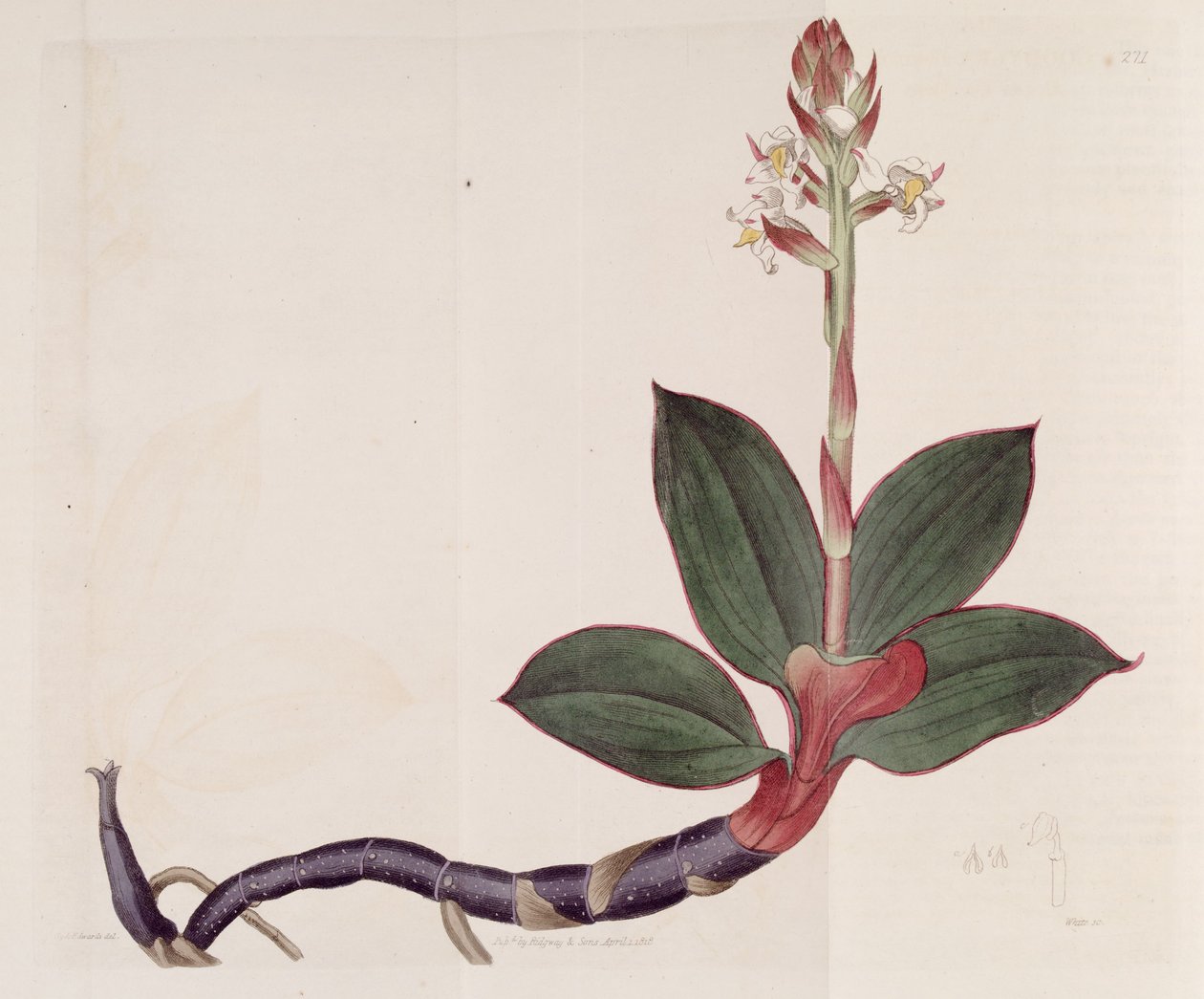 Illustration of Ludisia Discolor (as syn. Goodyera Discolor) by Sydenham Teast Edwards
