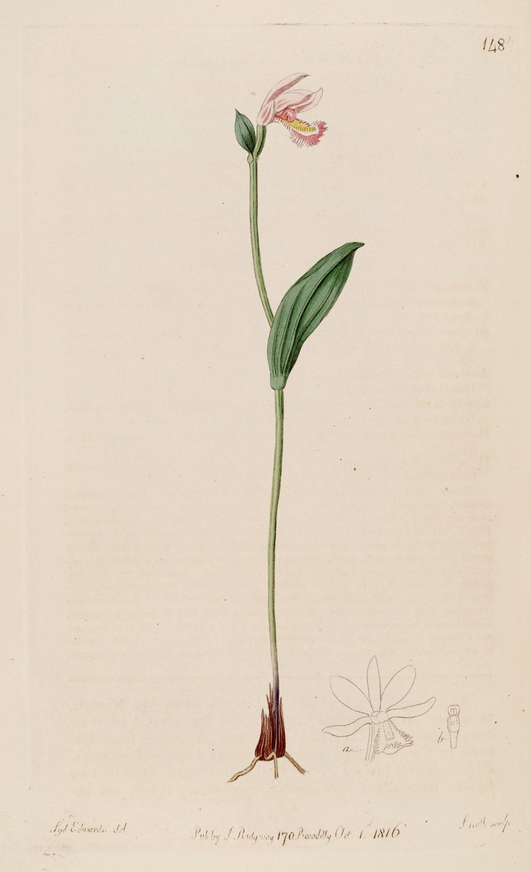 Illustration of Pogonia ophioglossoides by Sydenham Teast Edwards
