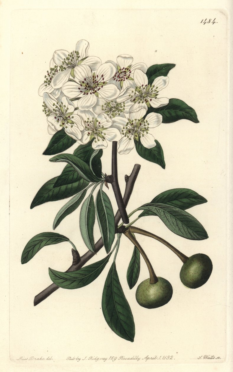 Almond-leaved pear - Almond-leaved pear, Pyrus amygdaliformis (Snow pear, Pyrus nivalis). Handcoloured copperplate engraving by S. Watts after an illustration by Sarah Drake from Sydenham Edwards