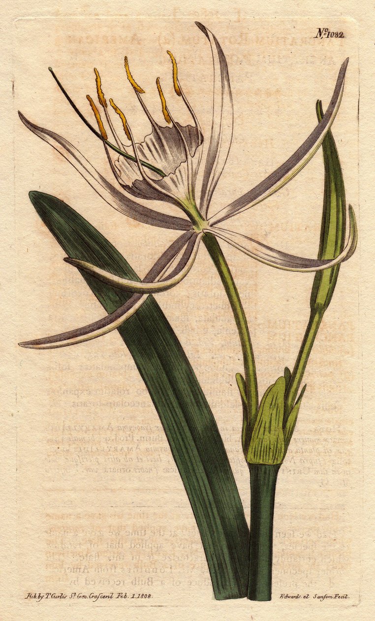 American pancratium with white fragrant flowers. Pancratium rotatum. by Sydenham Teast Edwards