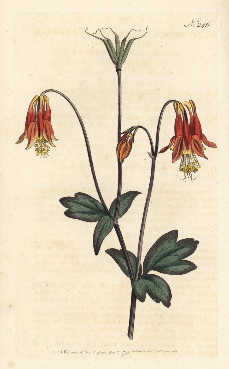 Canadian columbine. Aquilegia canadensis. by Sydenham Teast Edwards