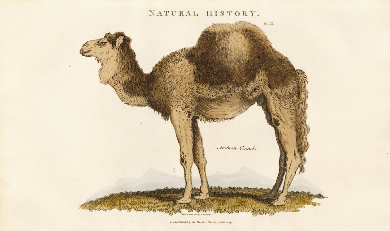 Arabian Camel by Sydenham Teast Edwards