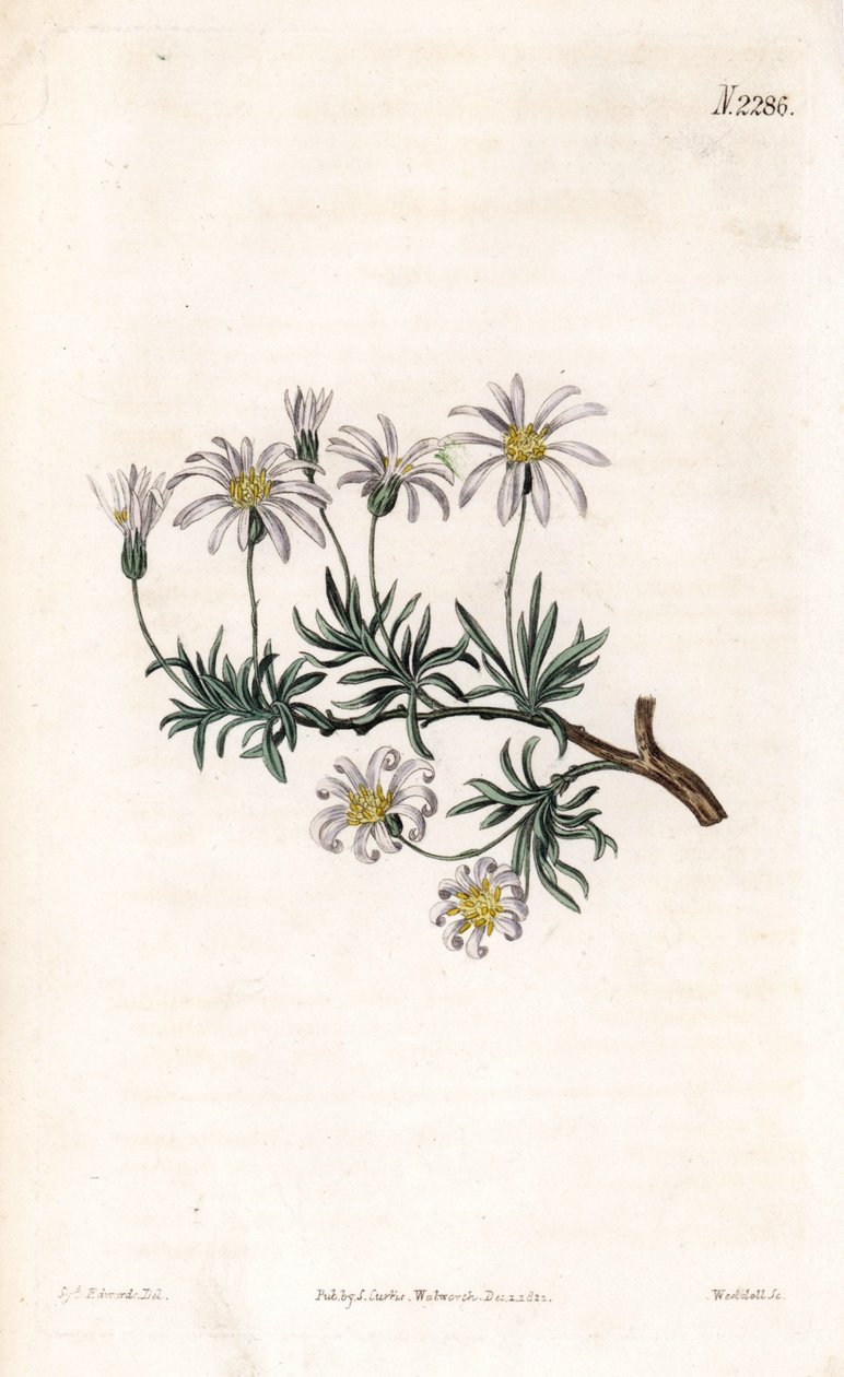 Shrub aster, Felicia fruticosa (Shrubby starwort, Aster fruticulosus). by Sydenham Teast Edwards