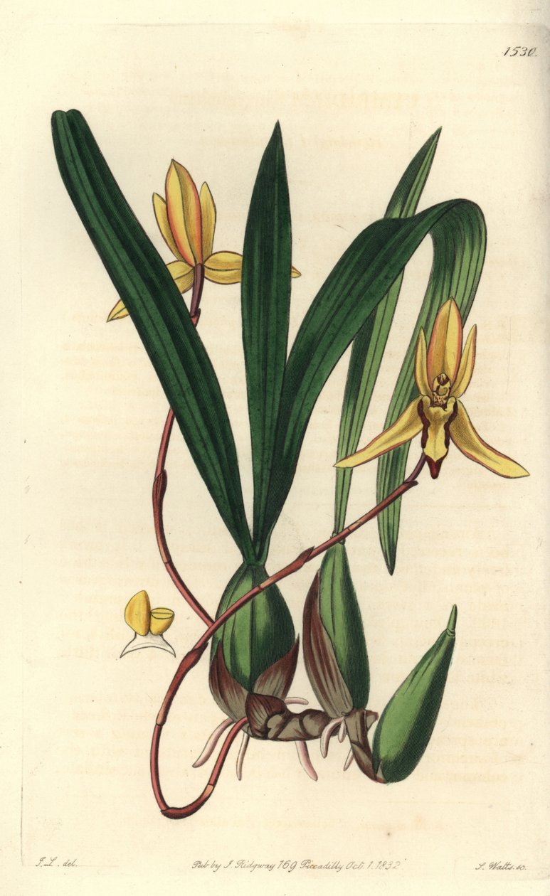 Australian epiphytic orchid variety by Sydenham Teast Edwards