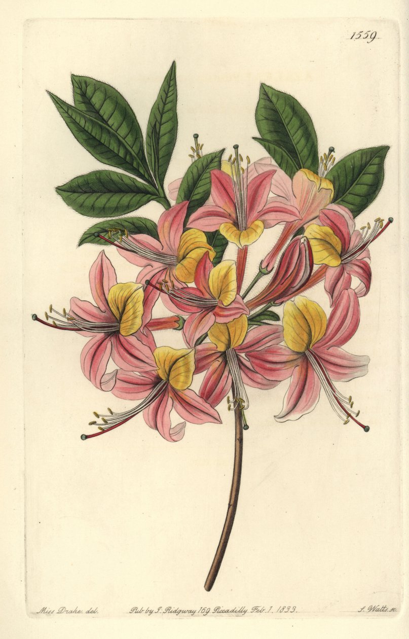 Azalea Pontic Yellow - Yellow Azalea, Rhododendron luteum (Changeable Pontic Azalea, Azalea pontica versicolor). Handcoloured copperplate engraving from Sydenham Edwards