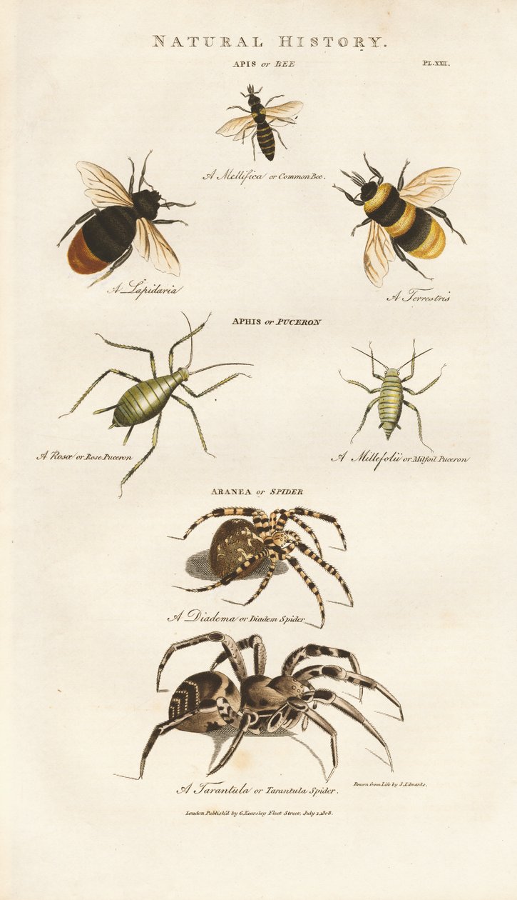 Bees, Aphids and Spiders by Sydenham Teast Edwards