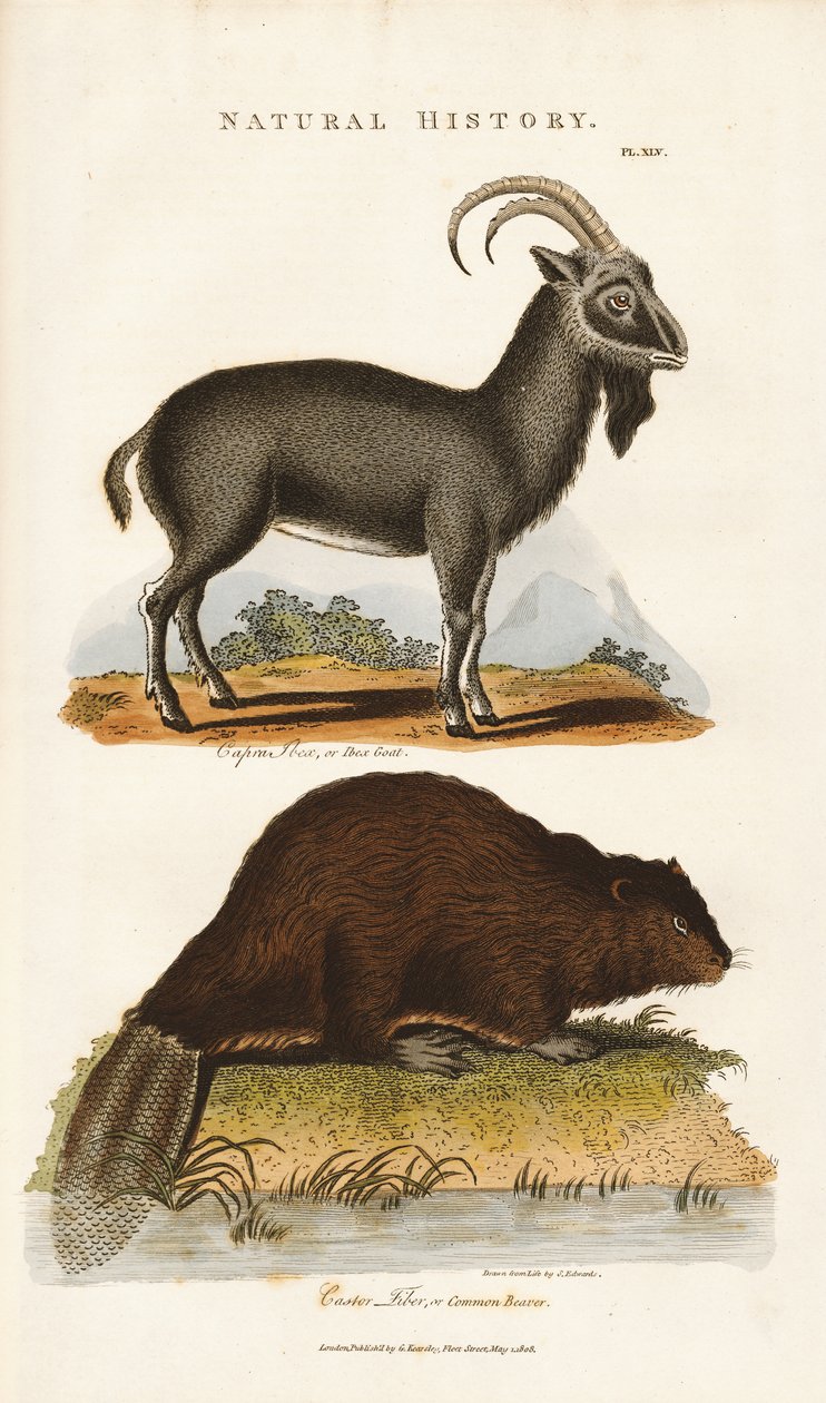 Blue Goat and Beaver by Sydenham Teast Edwards