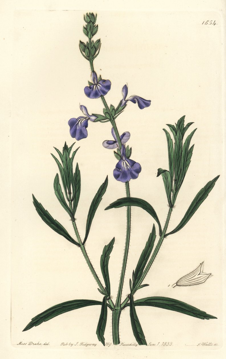 Blue Sage by Sydenham Teast Edwards