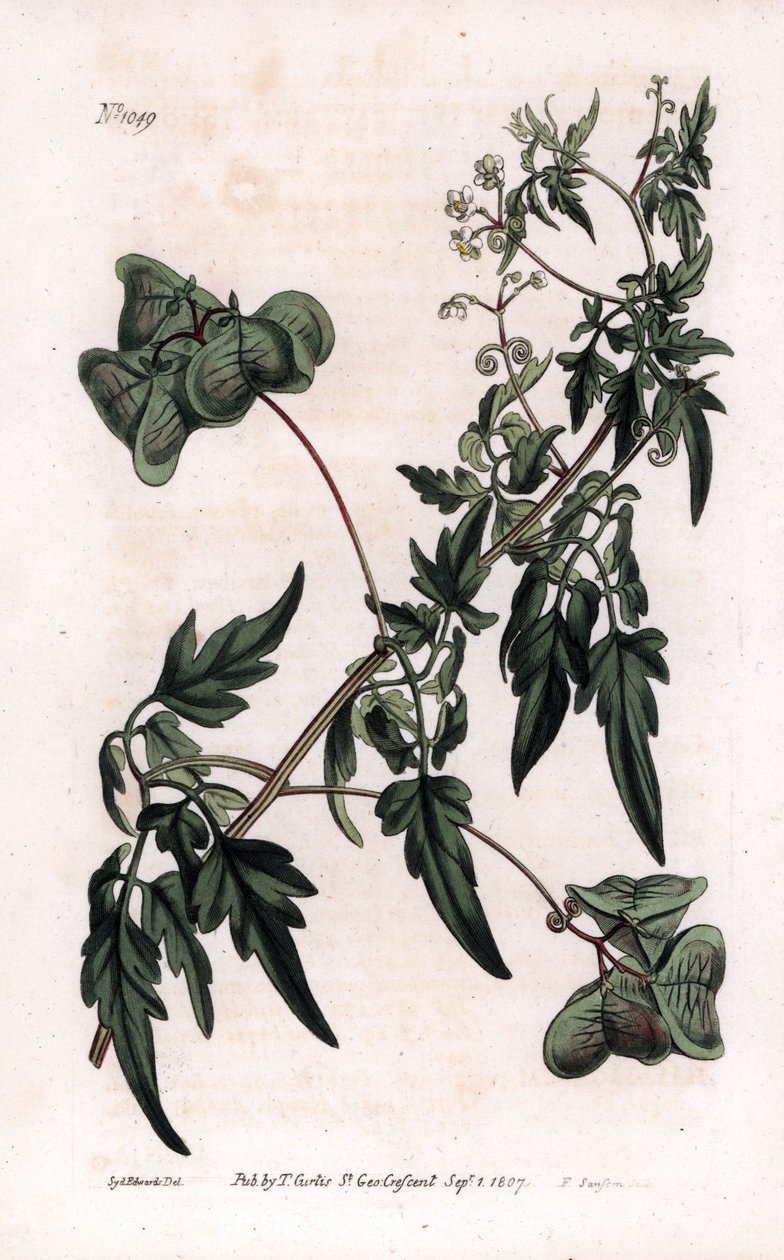 Botany: cardiosperm or heart peas. Smooth heart-seed or balloon plant, Cardiospermum halicacabum. by Sydenham Teast Edwards