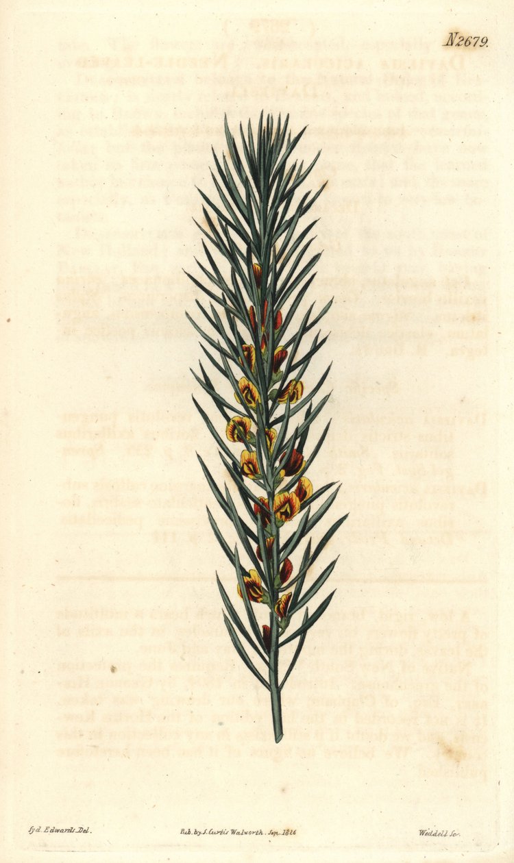 Branch with needles, of a shrub Daviesia Aicularis, native to Australia. Illustration by Sydenham Edwards, engraving by Weddell. The Curtis Botanical Magazine by Sydenham Teast Edwards