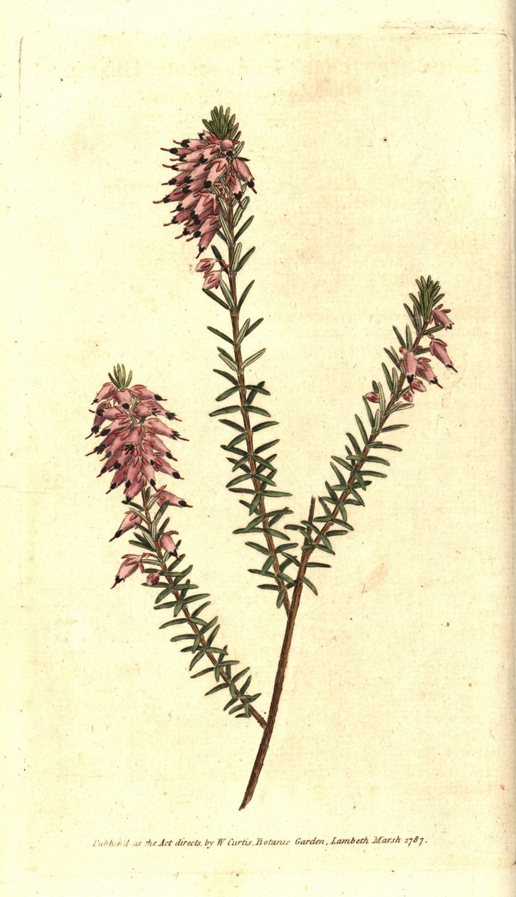 Herbaceous Heath by Sydenham Teast Edwards
