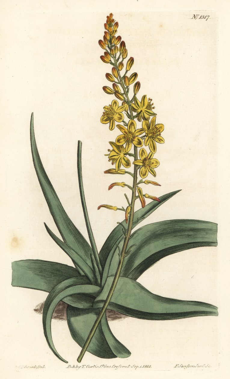 Bulbine variety, Bulbine alooides by Sydenham Teast Edwards