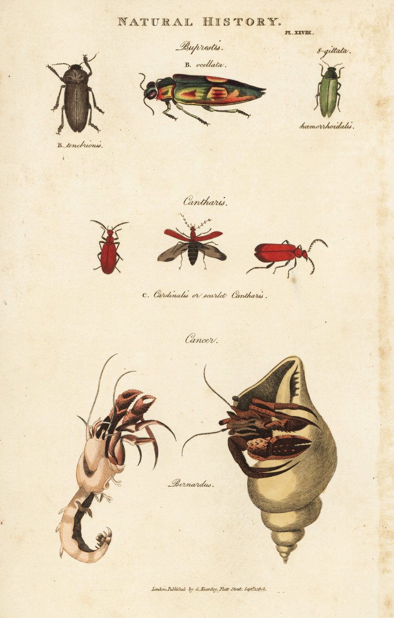 Jewel Beetles and Common Hermit Crab by Sydenham Teast Edwards