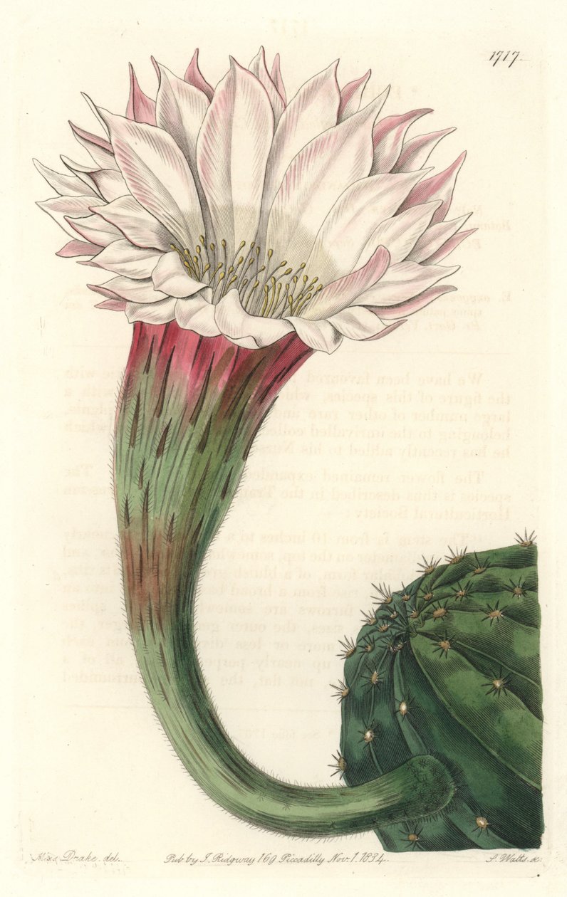 Cactus Sea Urchin or Ball of Moses, in Bloom, Native to Brazil by Sydenham Teast Edwards