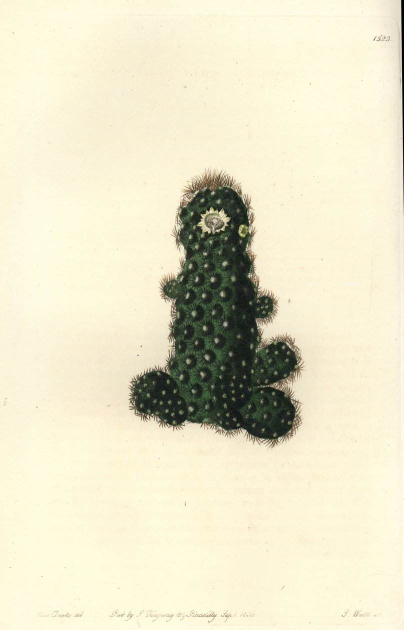 Taper Mammillaria from Sydenham Edwards
