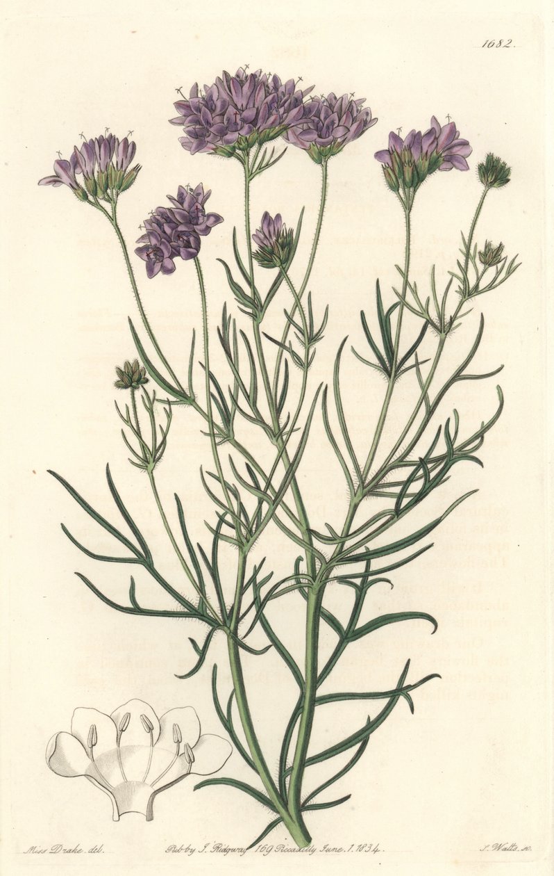 California Gilia from the Botanical Register by Sydenham Teast Edwards