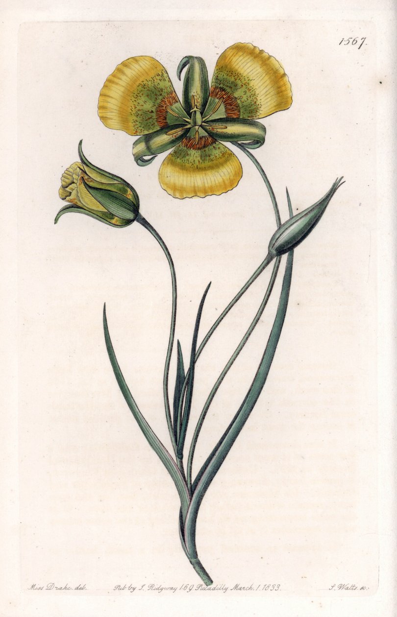 Calochortus with Large Yellow Flowers. Handcoloured copperplate engraving from Sydenham Edwards